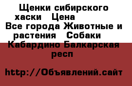 Щенки сибирского хаски › Цена ­ 12 000 - Все города Животные и растения » Собаки   . Кабардино-Балкарская респ.